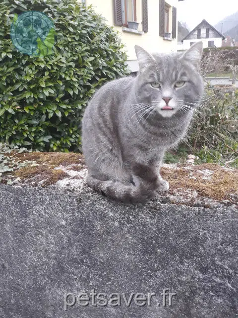 cat lost   68830 Oderen Osiris