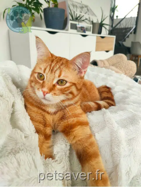 kater lost 68116 Guewenheim Otis