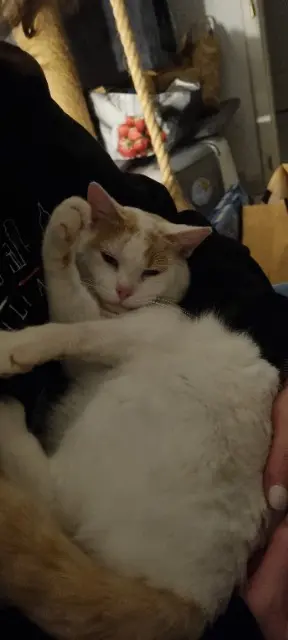chat lost   68170 Rixheim Pablo