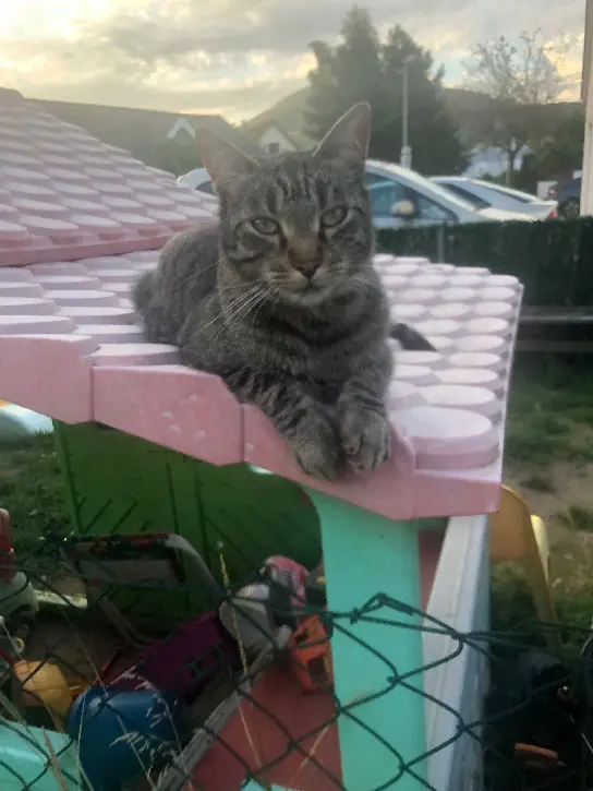 Chat Perdu 68 Haut-Rhin - Paco Chat Perdu 68 Haut-Rhin - Paco