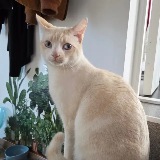 chat lost   68510 Sierentz Pamouk