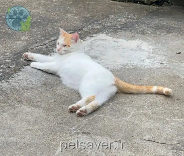 Kater vermisst 68250 Westhalten Pamouk Kater lost 68250 Westhalten Pamouk