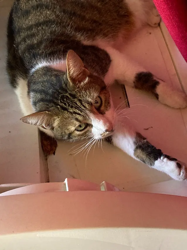 cat lost Rue des Vosges 68110 Illzach Panache cat lost Rue des Vosges 68110 Illzach Panache
