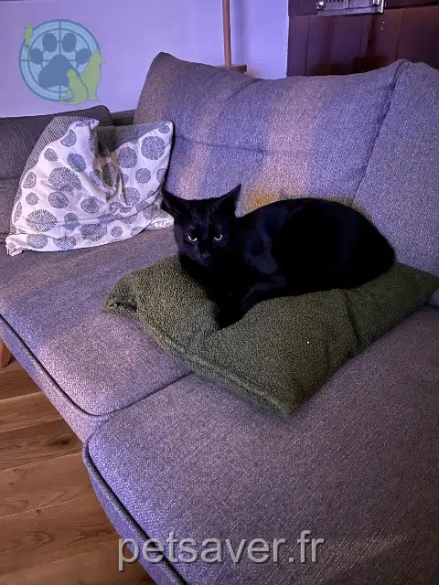 chat lost   68510 Uffheim Pango