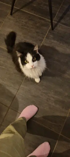 chat lost   68590 Rorschwihr Panzer