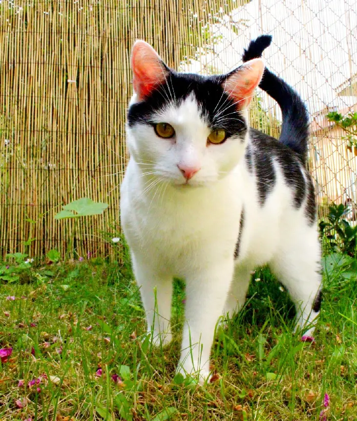 Chat Perdu 68 Haut-Rhin - Pepper