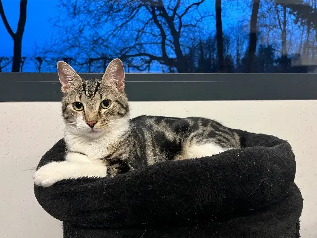 chat lost   68440 Steinbrunn-le-Bas Pesto