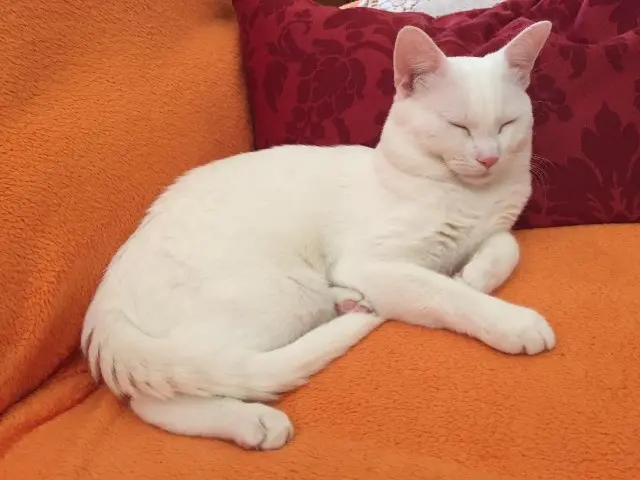 cat lost 68110 Illzach phoenix cat lost 68110 Illzach phoenix