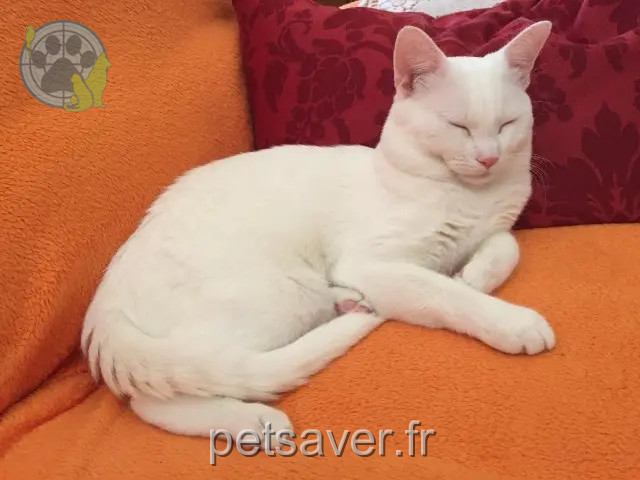 chat perdu 68110 Illzach phoenix chat lost 68110 Illzach phoenix