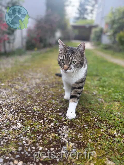 chat lost 68490 Hombourg Pims