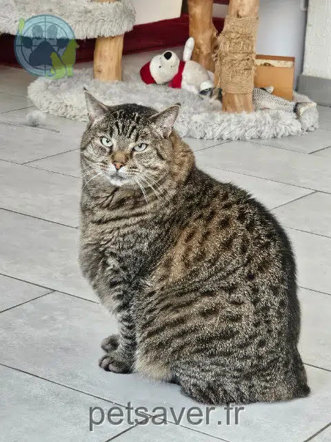 gatto lost   68890 Meyenheim Pixieboy