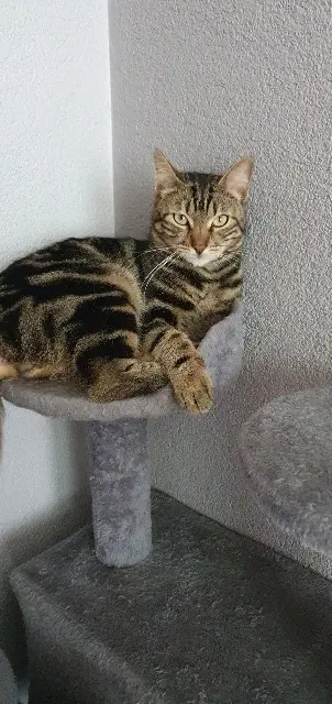 chat lost   68260 Kingersheim Pixou