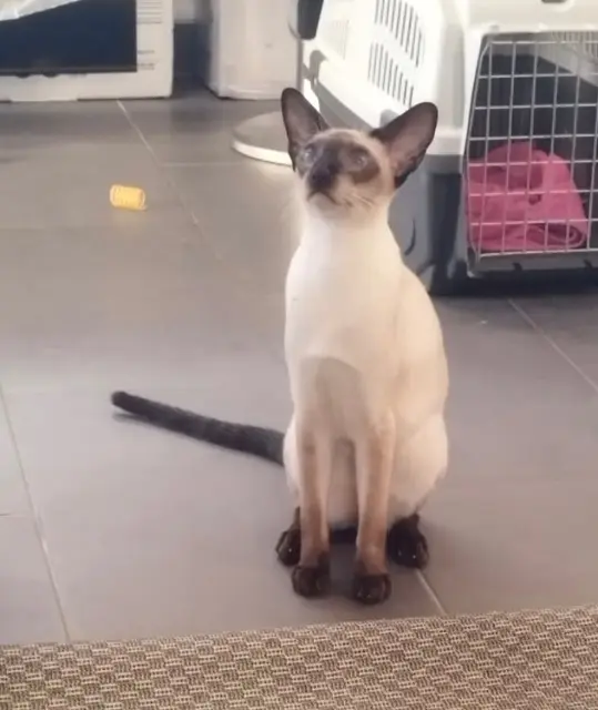 chat lost   68130 Zaessingue PokPok