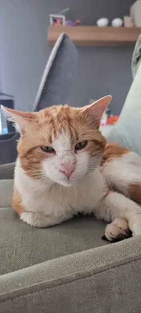 chat lost   68320 Porte-du-Ried Pop