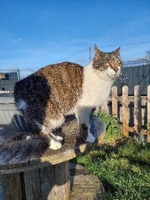 Chat Perdu 68 Haut-Rhin Porte-du-Ried - Gatsby Chat Perdu 68 Haut-Rhin Porte-du-Ried - Gatsby