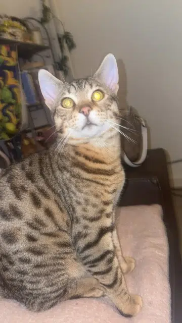 chat lost   68500 Guebwiller Pouil