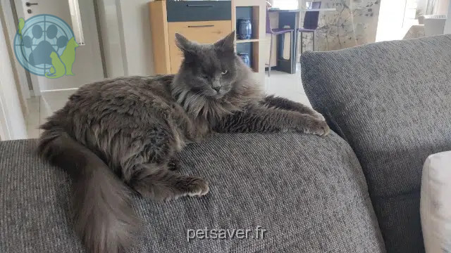gatto lost   68700 Cernay Prince