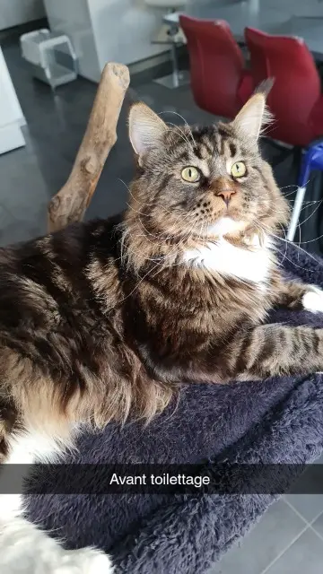 gato perdido 68490 Hombourg Pringels gato lost 68490 Hombourg Pringels