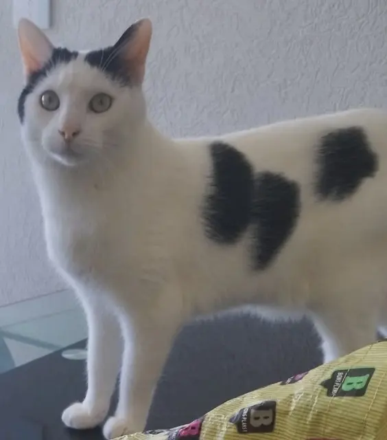 chat lost   68130 Zaessingue Pumba