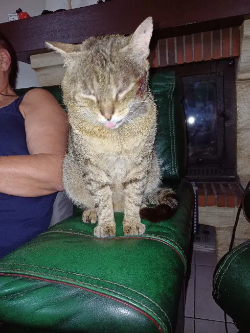 Chat Perdu 68 Haut-Rhin Chat Perdu 68 Haut-Rhin