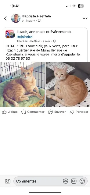 chat lost   68110 Illzach Rajah