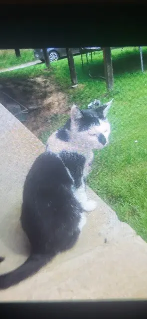 chat lost   68560 Ruederbach Rani