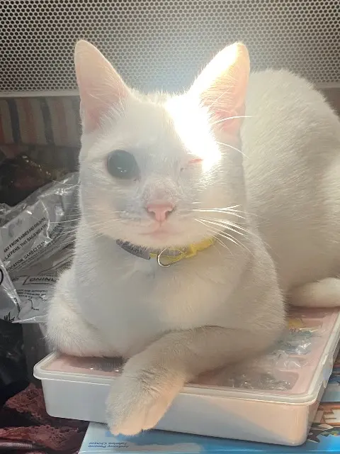 chat lost   68110 Illzach Rengär dit Mimi