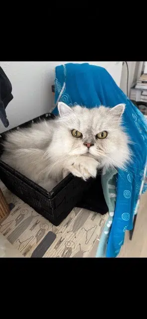 chat lost   68000 Colmar Riad