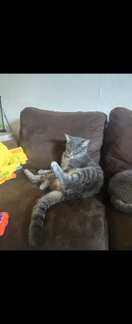 chat lost   68210 Bernwiller Rico