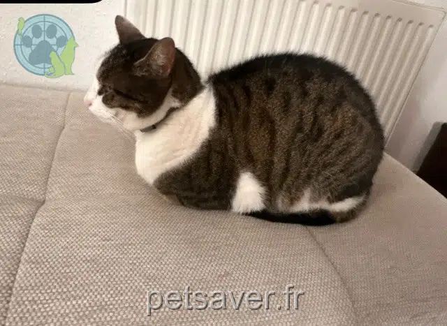 chat lost   68890 Réguisheim Rio