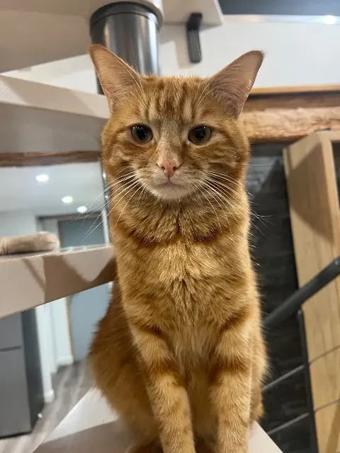 chat lost    Wintzenheim Rio