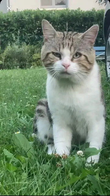cat lost   68110 Illzach Ritchi
