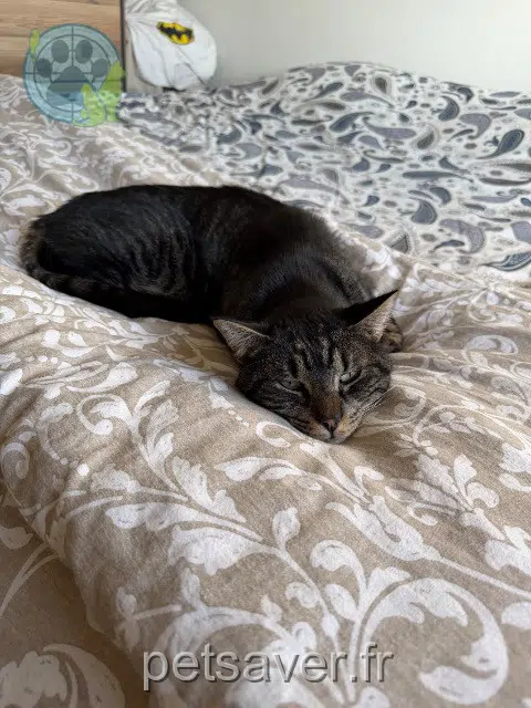 gatto lost   68440 Habsheim Robin