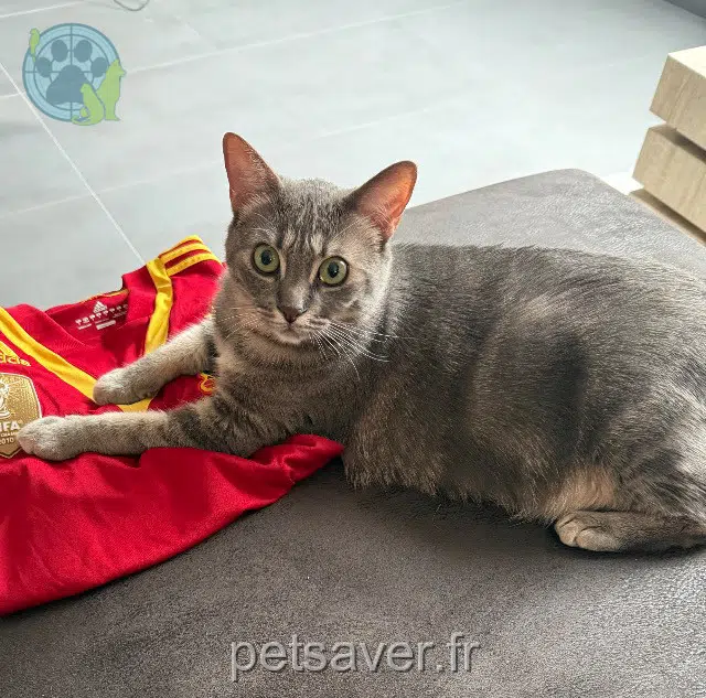 gato perdido 68510 Helfrantzkirch Rocket gato lost 68510 Helfrantzkirch Rocket