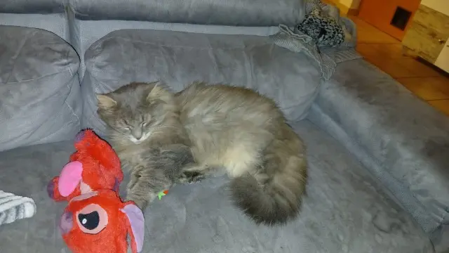 chat lost   68128 Village-Neuf Rocket