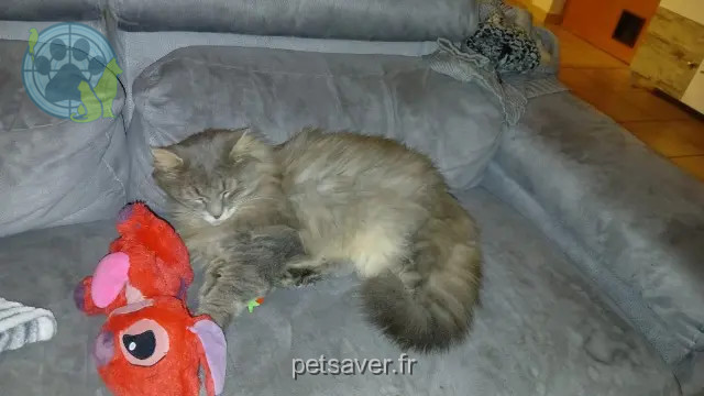 gato perdido 68128 Village-Neuf Rocket gato lost 68128 Village-Neuf Rocket