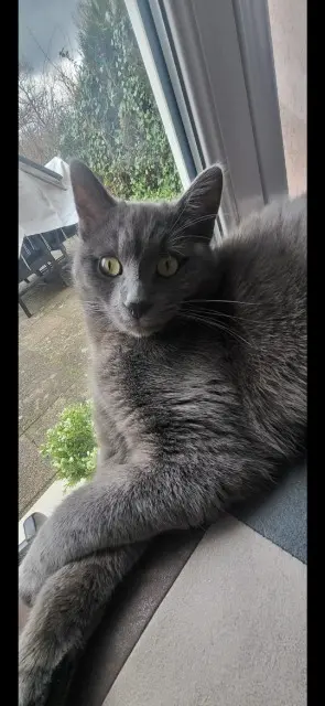 chat lost   68120 Richwiller Rocky