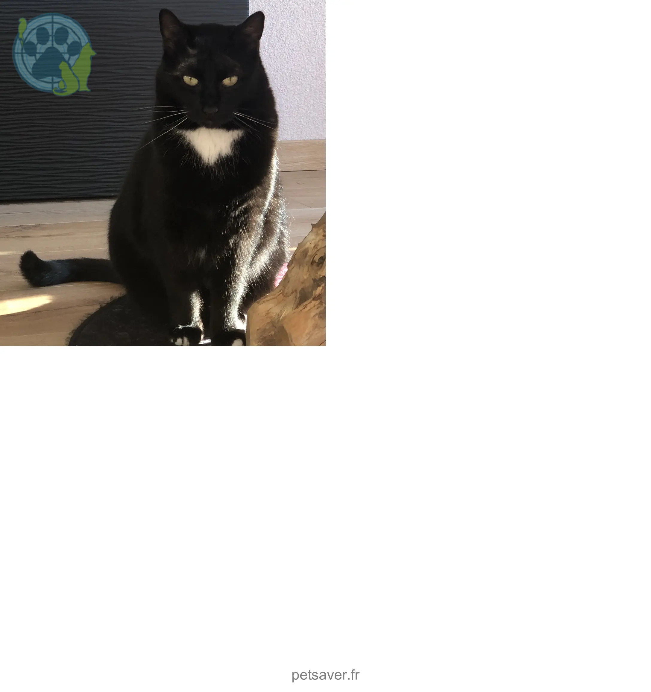 Chat Perdu 68 Haut-Rhin - Romuald Chat Perdu 68 Haut-Rhin - Romuald