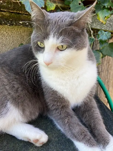 chat lost   68600 Vogelgrun Roméo