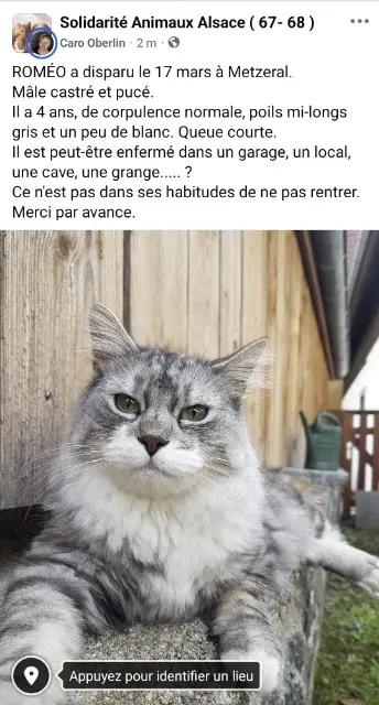 chat lost   68380 Metzeral ROMÉO