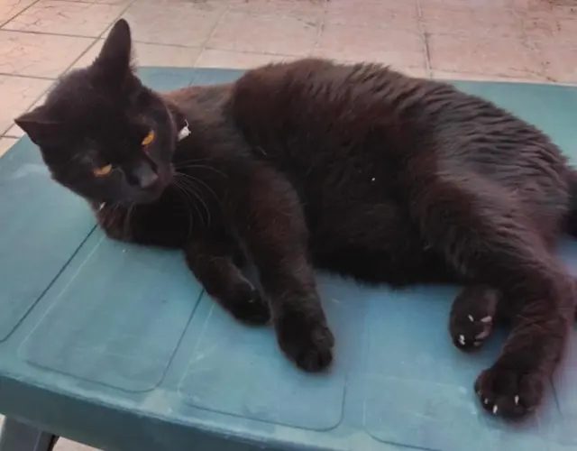 chat lost   68740 Munchhouse Roudoudou