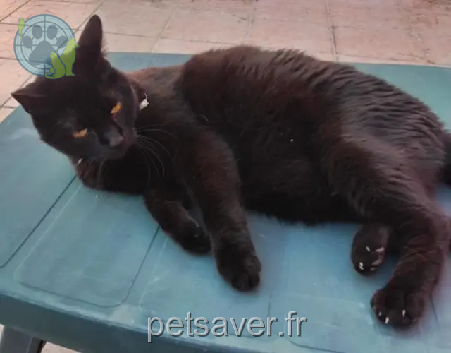 cat lost 68740 Munchhouse Roudoudou cat lost 68740 Munchhouse Roudoudou