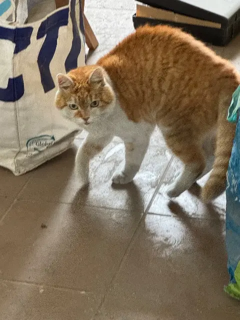 chat lost   68000 Colmar Sabor