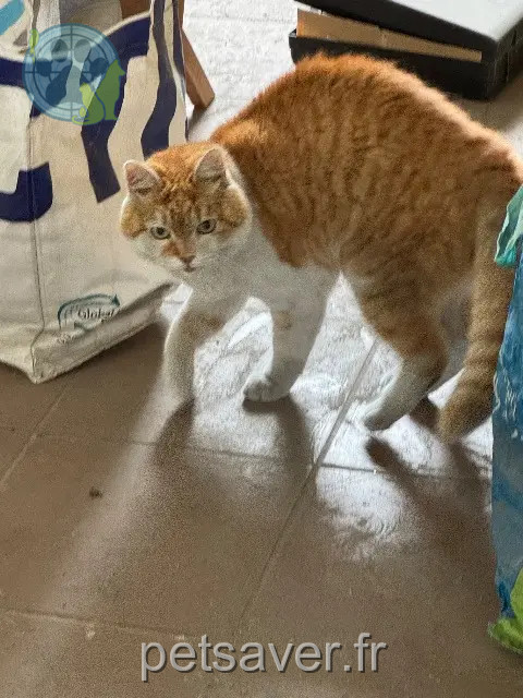 gato perdido 68000 Colmar Sabor gato lost 68000 Colmar Sabor