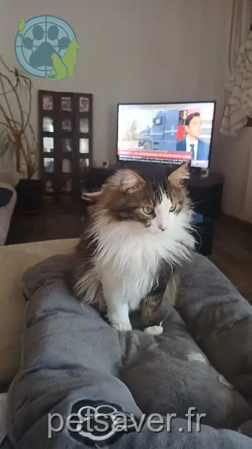 kater vermist 68800 Thann Sacha kater lost 68800 Thann Sacha