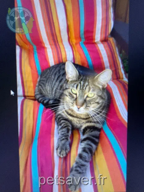 chat lost   68220 Hagenthal-le-Haut Sailor