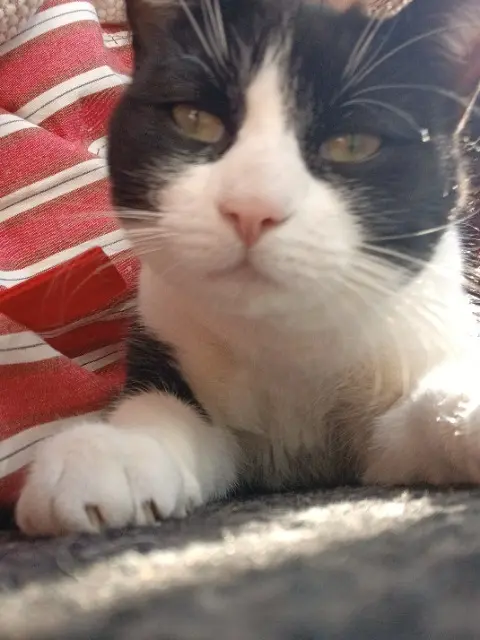 chat lost   68360 Soultz-Haut-Rhin Salem
