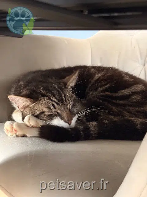 gato perdido 68720 Luemschwiller Salem gato lost 68720 Luemschwiller Salem
