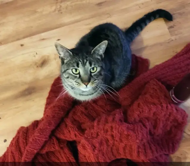 chat lost   68000 Colmar Salomon