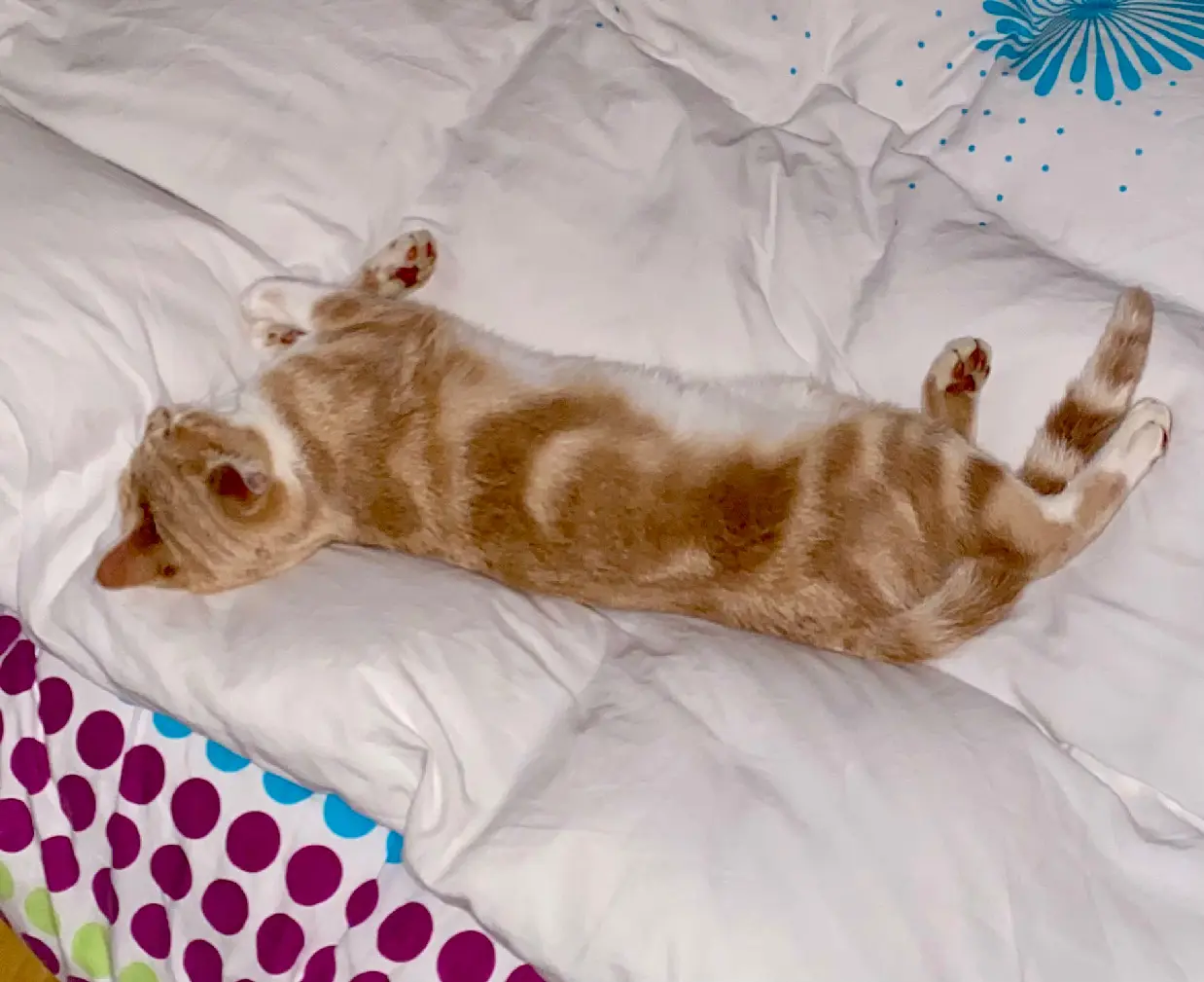Chat Perdu 68 Haut-Rhin - Scoubidoo Chat Perdu 68 Haut-Rhin - Scoubidoo